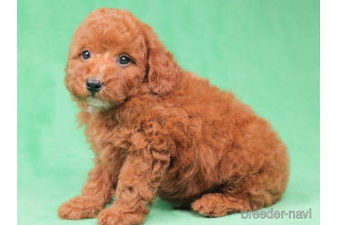 成約済の東京都のトイプードル-202123の3枚目